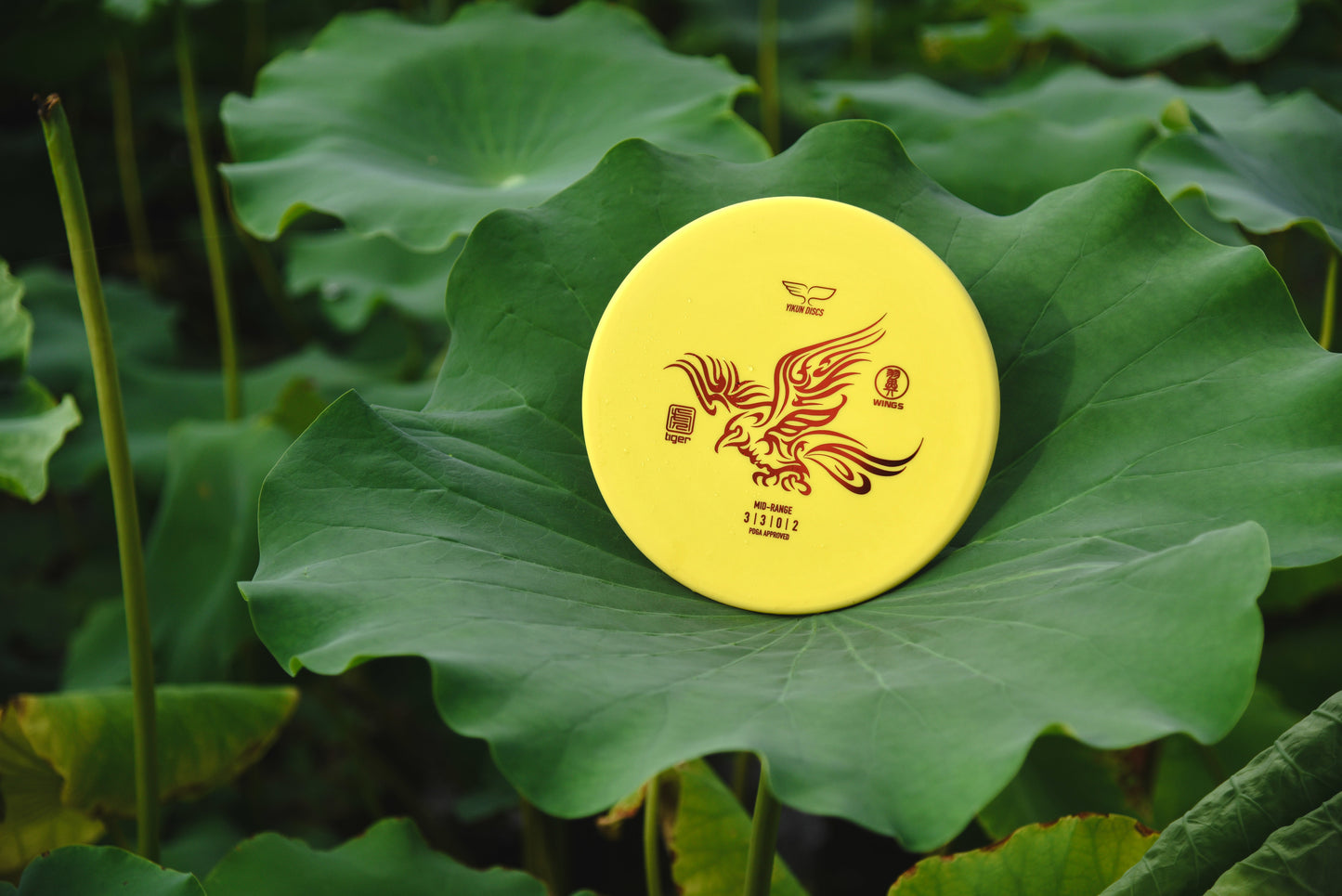 Yikun mid range yellow tiger Wings on a big leaf